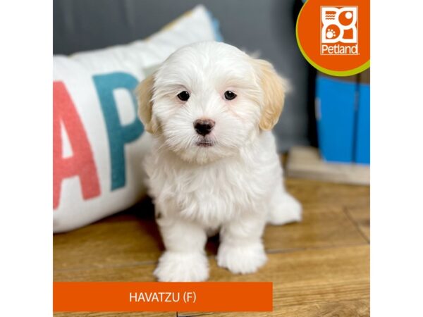 Havatzu Dog Female Cream / White 16432 Petland Chillicothe, Ohio