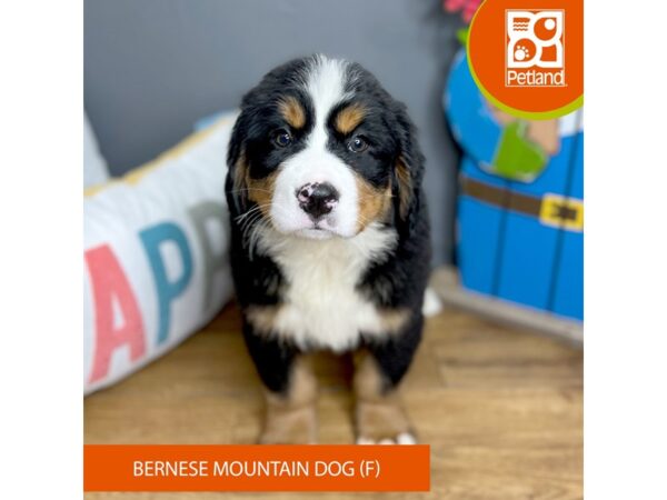 Bernese Mountain Dog-Dog-Female-Black Tan / White-16457-Petland Chillicothe, Ohio