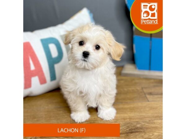 Lachon-Dog-Female-Cream / White-16403-Petland Chillicothe, Ohio