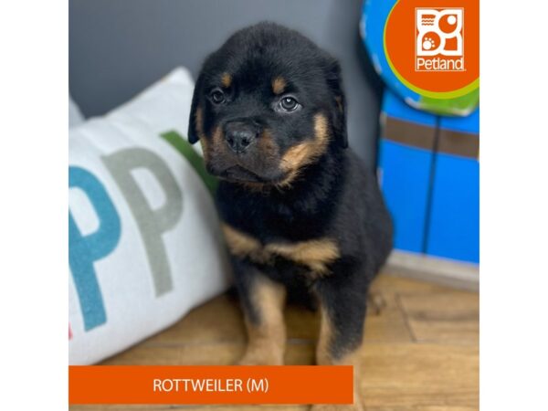 Rottweiler-Dog-Male-Blk/Tan-16486-Petland Chillicothe, Ohio