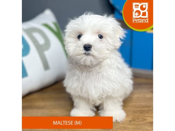 Maltese Dog Male White 16489 Petland Chillicothe, Ohio