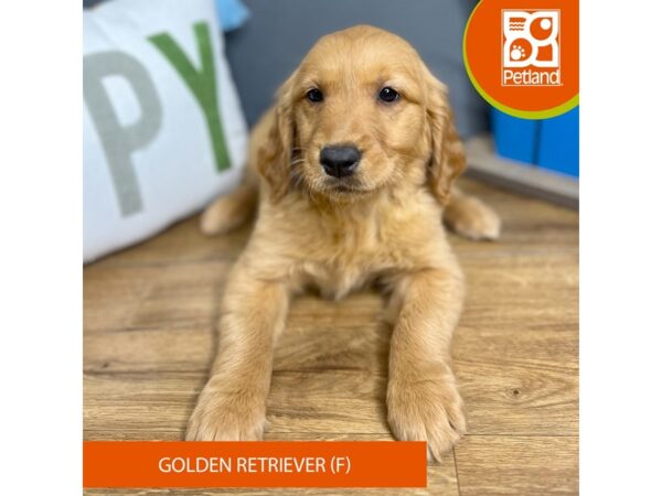 Golden Retriever-Dog-Female-Red-16480-Petland Chillicothe, Ohio