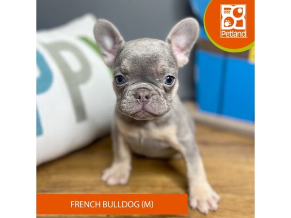 French Bulldog Dog Male Lilac / Tan 16479 Petland Chillicothe, Ohio