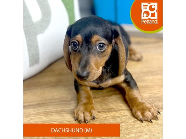 Dachshund Dog Male Black / Tan 16478 Petland Chillicothe, Ohio