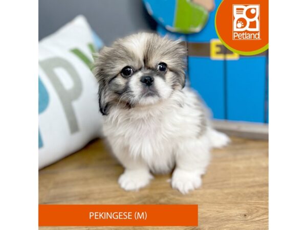 Pekingese-Dog-Male-Brown / White-16471-Petland Chillicothe, Ohio