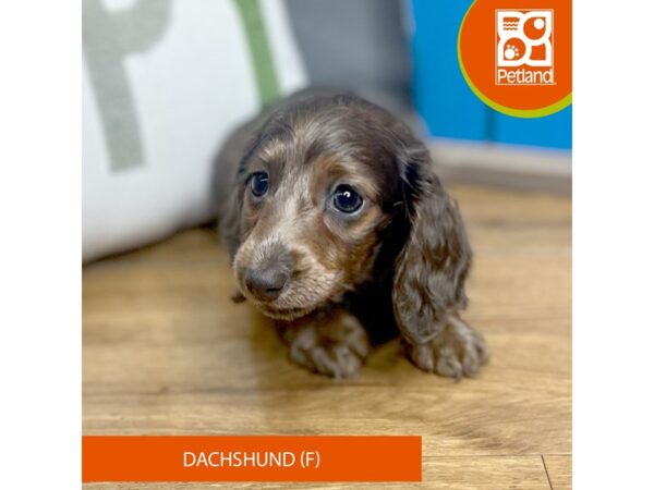 Dachshund Dog Female Chocolate 16468 Petland Chillicothe, Ohio