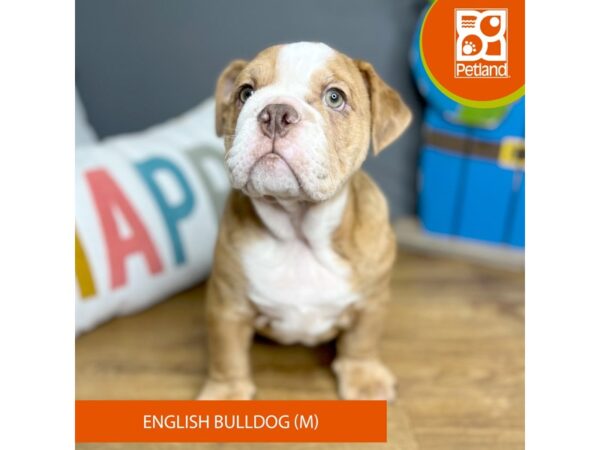 English Bulldog-Dog-Male-Red Merle-16466-Petland Chillicothe, Ohio