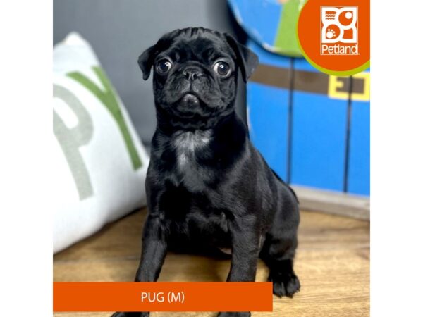 Pug-Dog-Male-Black-16487-Petland Chillicothe, Ohio