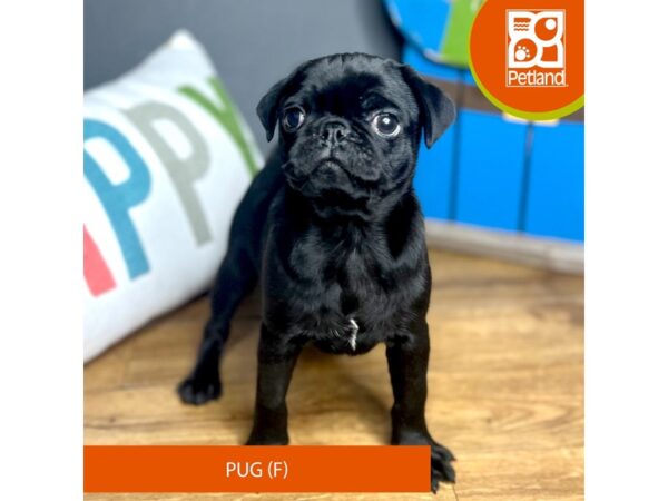 Pug Dog Female Black 16488 Petland Chillicothe, Ohio