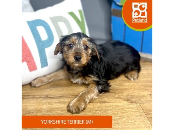 Yorkshire Terrier Dog Male Black / Tan 16484 Petland Chillicothe, Ohio