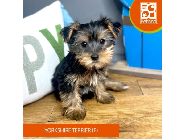 Yorkshire Terrier Dog Female Black / Tan 16473 Petland Chillicothe, Ohio