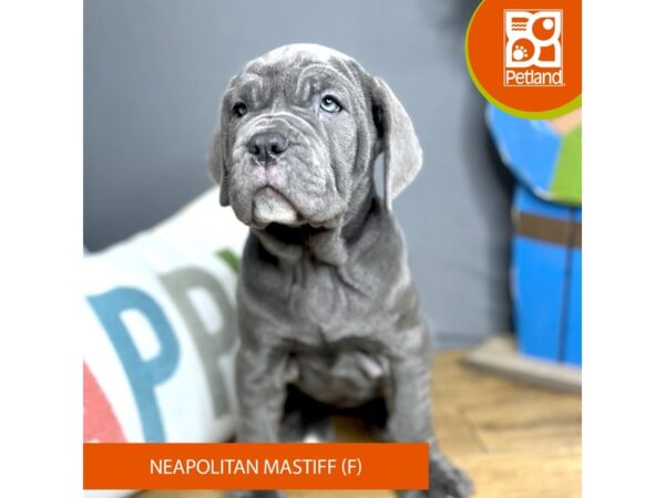 Neapolitan Mastiff-Dog-Female-Blue-16469-Petland Chillicothe, Ohio
