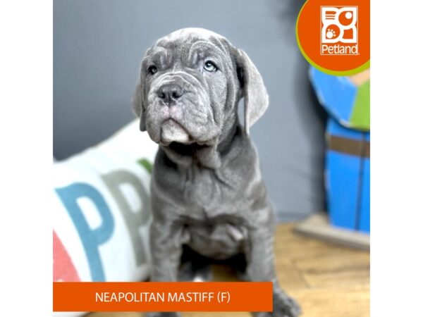 Neapolitan Mastiff-Dog-Female-Blue-16469-Petland Chillicothe, Ohio