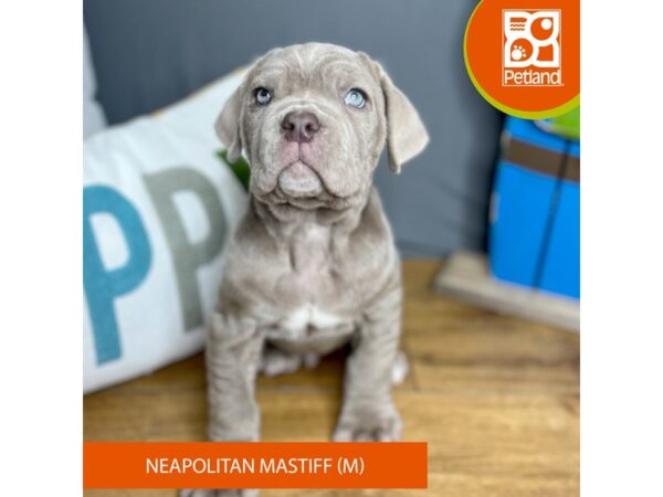 Neapolitan Mastiff Dog Male Tawny 16470 Petland Chillicothe, Ohio