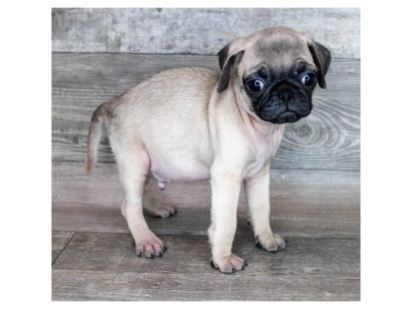 Pug Dog Male Fawn 16491 Petland Chillicothe, Ohio