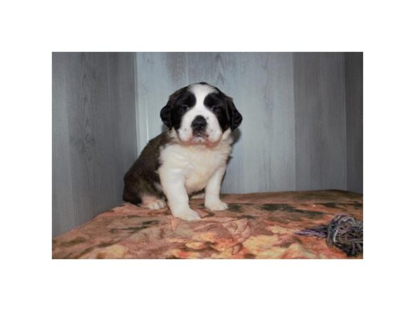 Saint Bernard Dog Female Sable / White 16508 Petland Chillicothe, Ohio