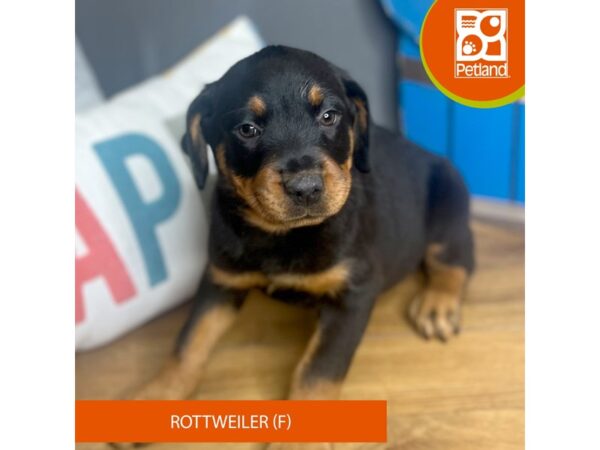 Rottweiler Dog Female Black / Tan 16507 Petland Chillicothe, Ohio