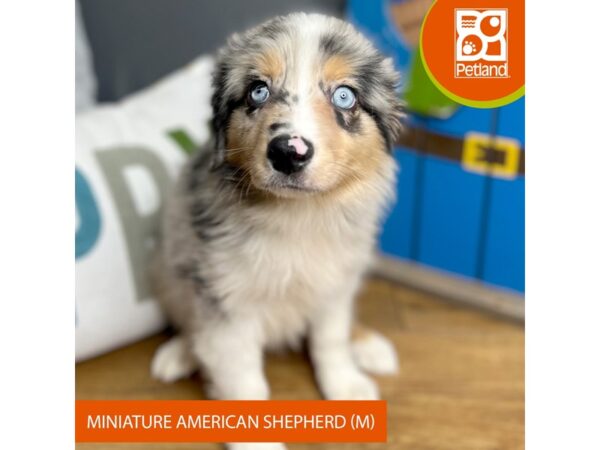 Miniature American Shepherd-Dog-Male-Blue Merle-16499-Petland Chillicothe, Ohio