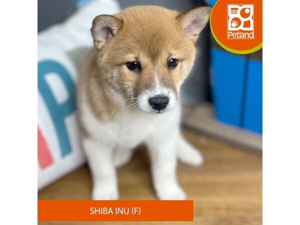 Shiba Inu-Dog-Female-Red Sesame / White-16492-Petland Chillicothe, Ohio