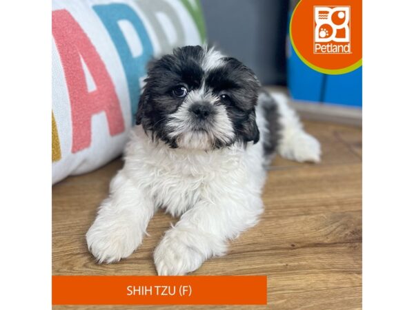 Shih Tzu Dog Female Brown / White 16461 Petland Chillicothe, Ohio