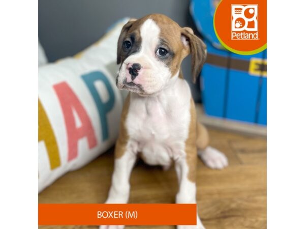 Boxer Dog Male Fawn / White 16452 Petland Chillicothe, Ohio