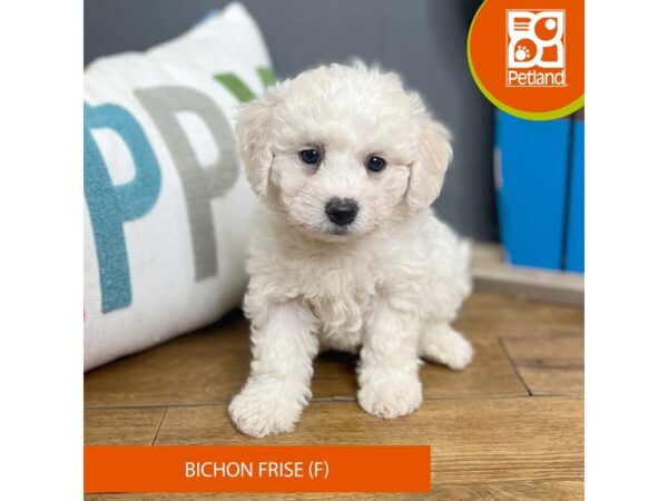 Bichon Frise Dog Female White 16451 Petland Chillicothe, Ohio