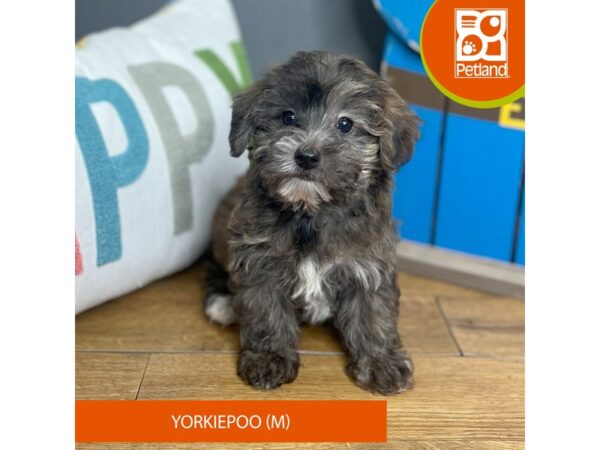 Yorkiepoo Dog Male Brindle 16450 Petland Chillicothe, Ohio