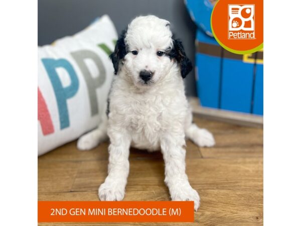 Bernedoodle Mini 2nd Gen Dog Male Black Tan / White 16449 Petland Chillicothe, Ohio