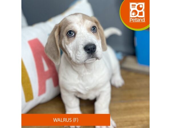 Walrus-Dog-Female-Lilac-16447-Petland Chillicothe, Ohio