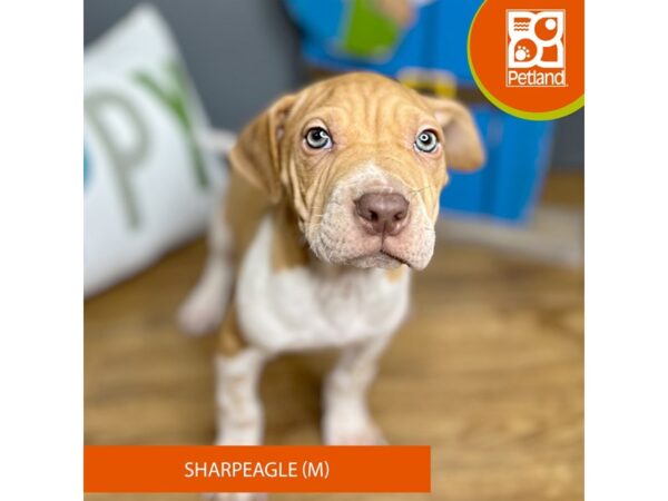 Sharpeagle-Dog-Male-Red-16444-Petland Chillicothe, Ohio