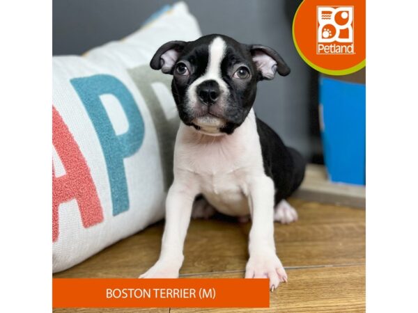 Boston Terrier Dog Male Black / White 16443 Petland Chillicothe, Ohio