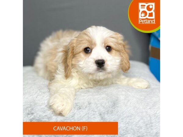 Cavachon Dog Female Buff / White 16438 Petland Chillicothe, Ohio