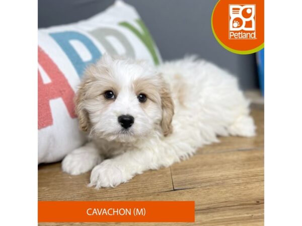 Cavachon-Dog-Male-Buff / White-16439-Petland Chillicothe, Ohio