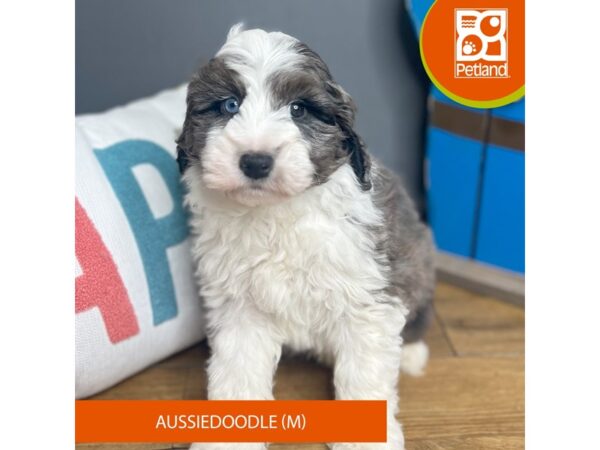 Aussiedoodle Dog Male Choc Mrl 16490 Petland Chillicothe, Ohio