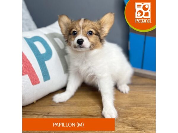 Papillon-Dog-Male-Red White / Sable-16482-Petland Chillicothe, Ohio