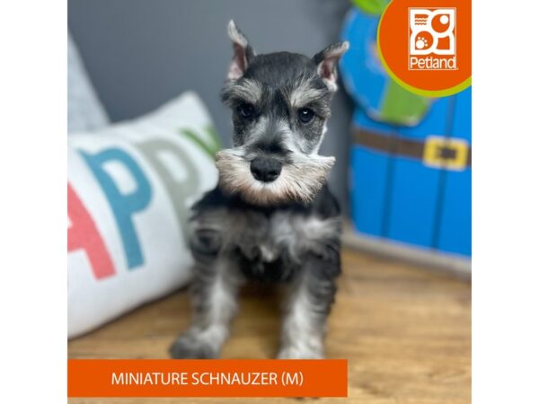 Miniature Schnauzer Dog Male Salt / Pepper 16481 Petland Chillicothe, Ohio