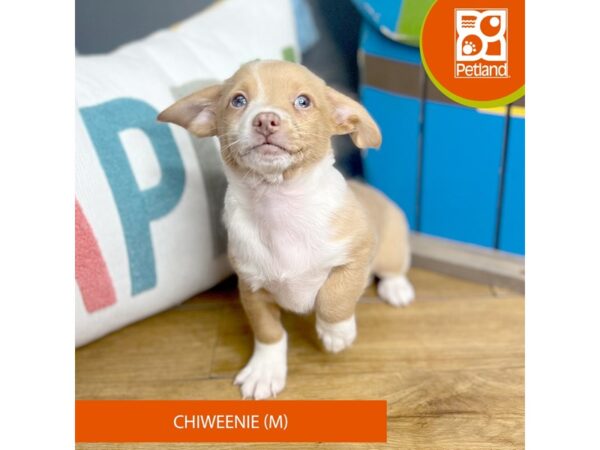 Chiweenie-Dog-Male-Red / White-16476-Petland Chillicothe, Ohio