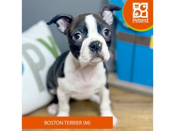 Boston Terrier Dog Male Chocolate / White 16474 Petland Chillicothe, Ohio