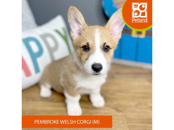 Pembroke Welsh Corgi Dog Male Red / White 16472 Petland Chillicothe, Ohio