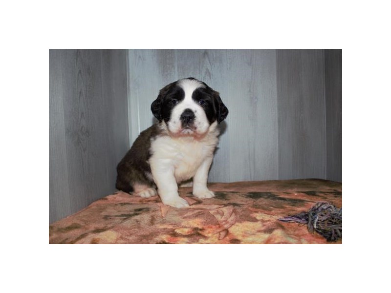 Saint Bernard - 16508 Image #1
