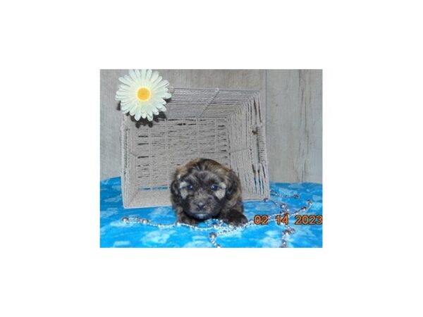 Daisy Dog-Dog-Male-brindle-16541-Petland Chillicothe, Ohio