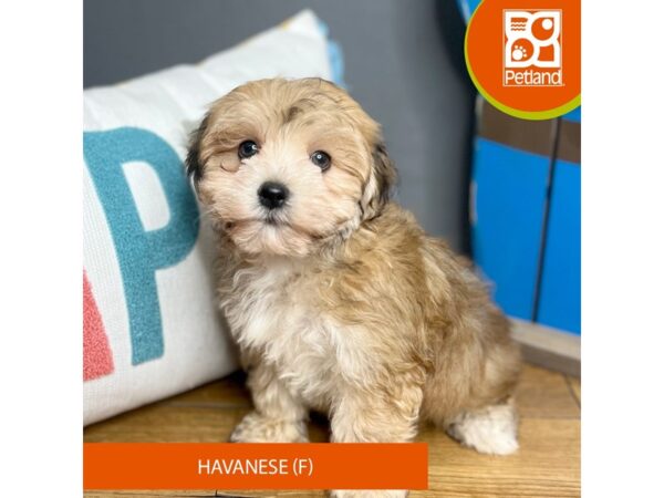 Havanese Dog Female Brown 16506 Petland Chillicothe, Ohio