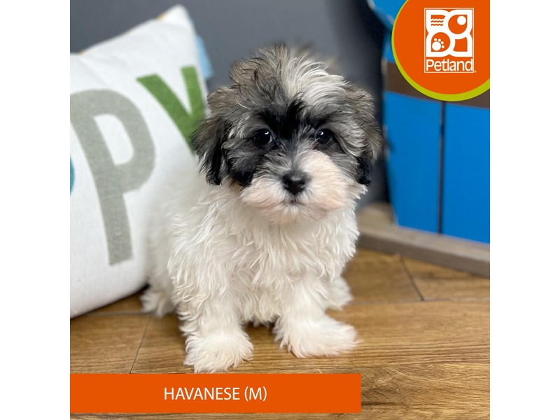 Havanese - 16505 Image #1
