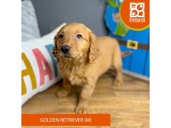 Golden Retriever-Dog-Male-Red-16504-Petland Chillicothe, Ohio