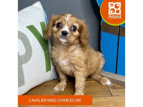 Cavalier King Charles Spaniel-Dog-Male-Ruby-16503-Petland Chillicothe, Ohio