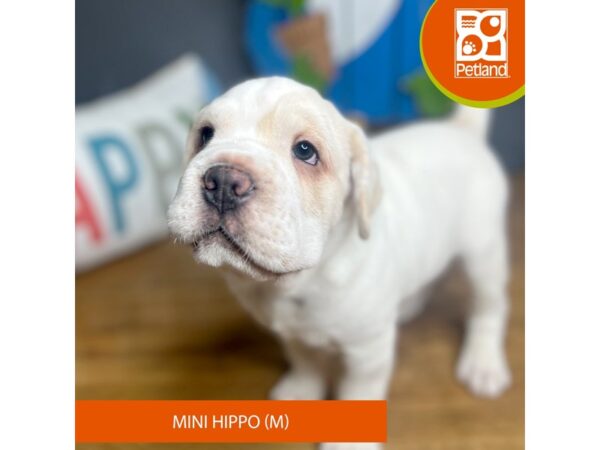 [#16502] Cream Male Hippo Mini Puppies For Sale