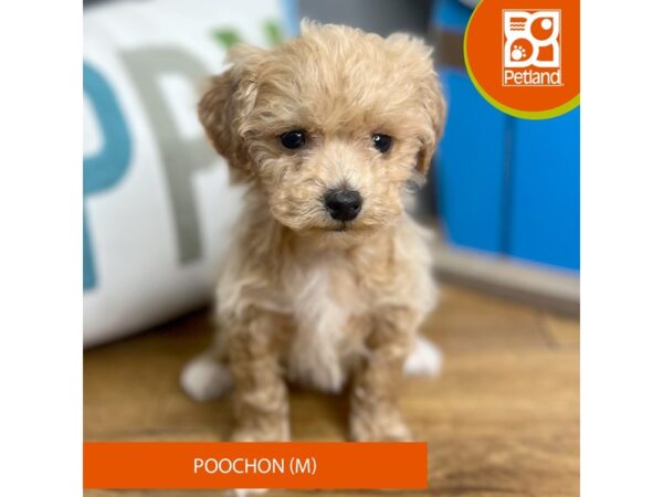 Poochon Dog Male Apricot 16501 Petland Chillicothe, Ohio