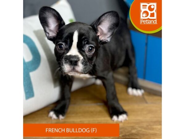 French Bulldog Dog Female Black Brindle 16497 Petland Chillicothe, Ohio