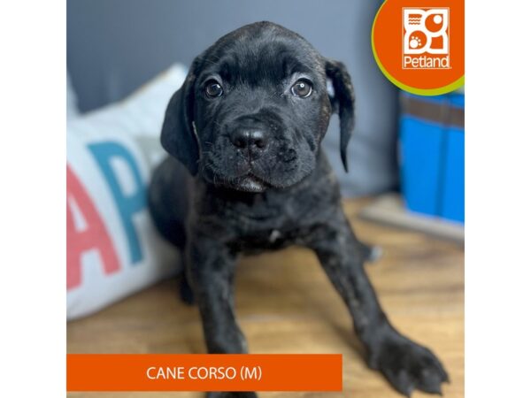 Cane Corso-Dog-Male-Black Brindle-16496-Petland Chillicothe, Ohio