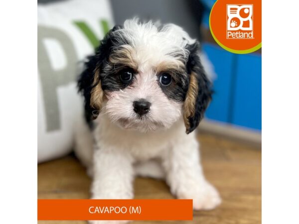 Cavapoo Dog Male Black White / Tan 16494 Petland Chillicothe, Ohio